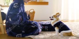 ペットとペアルックの画像グルーニー