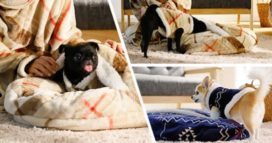 ペット用グルーニー画像